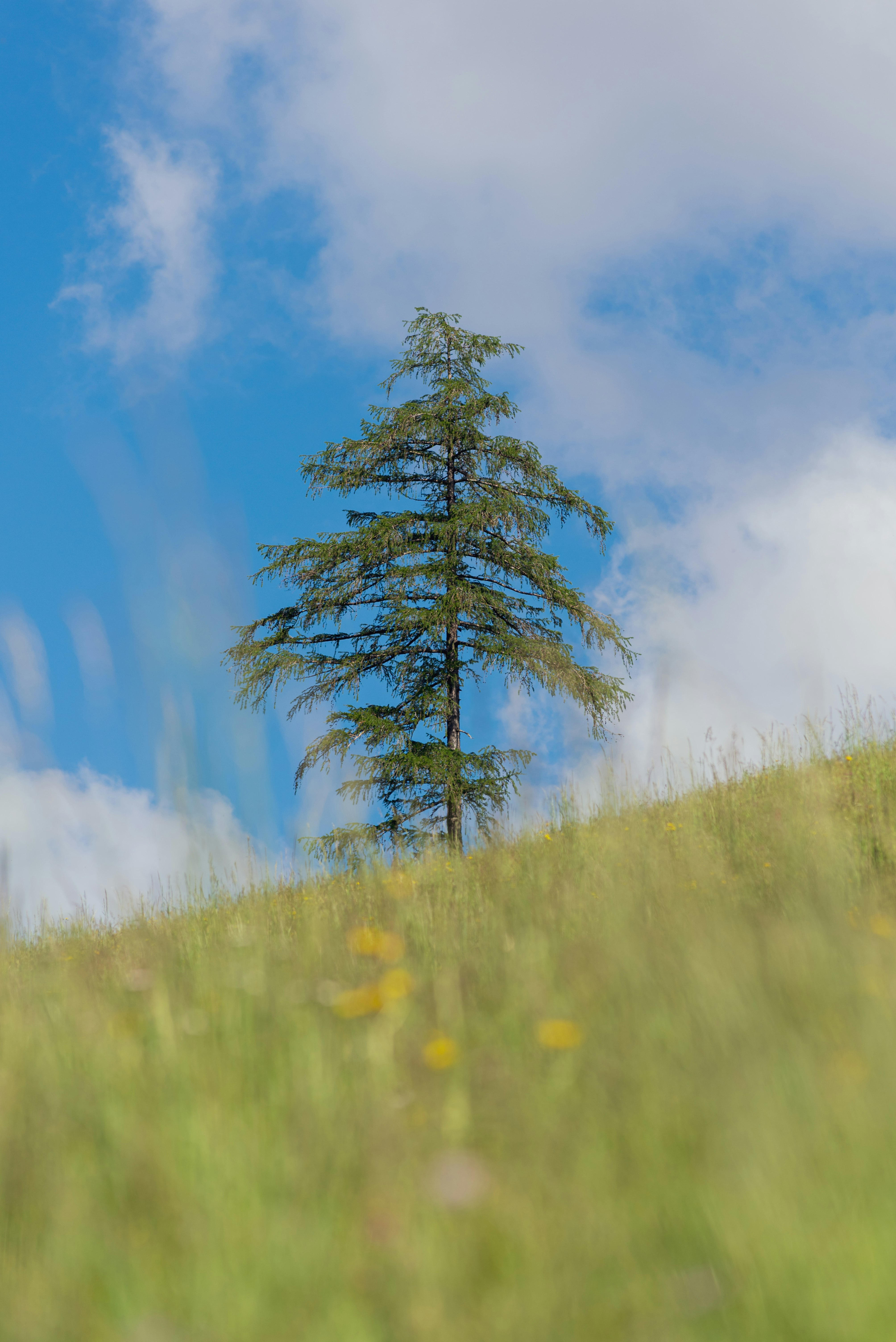 green tree on green grass field under blue sky during daytime